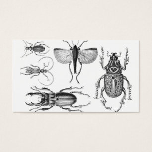 Escarabajos e insectos