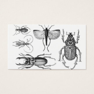 Escarabajos y bugs