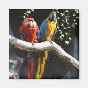 Escarlata/azul e imán del Macaw del oro
