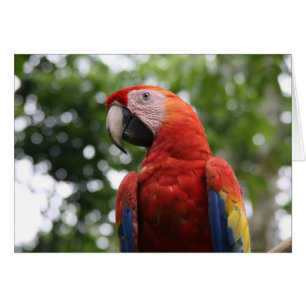 escarlata mache roja