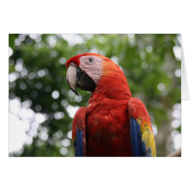 escarlata mache roja (Anverso (Horizontal))
