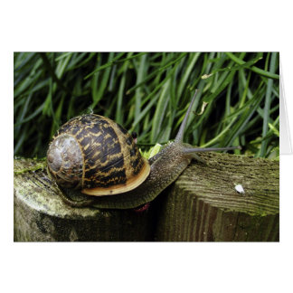 Escarnio