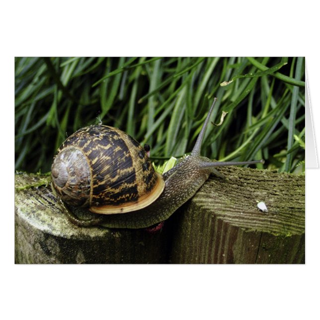 Escarnio (Anverso (Horizontal))