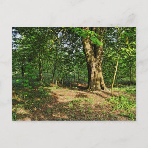 Escena boscosa. Tarjeta postal de Blackweir Woods,