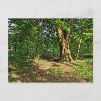 Escena boscosa. Tarjeta postal de Blackweir Woods,
