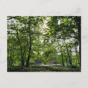 Escena boscosa. Tarjeta postal de Blackweir Woods,