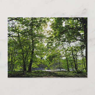 Escena boscosa. Tarjeta postal de Blackweir Woods,