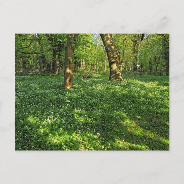 Escena de Woodland. Blackweir Woods, tarjeta posta (Anverso)