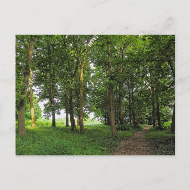 Escena de Woodland. Blackweir Woods, tarjeta posta (Anverso)