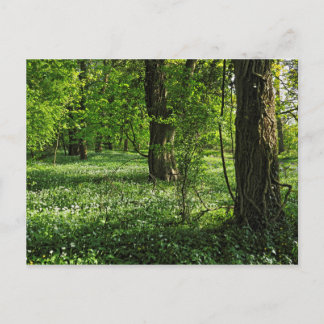 Escena de Woodland. Blackweir Woods, tarjeta posta