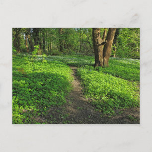 Escena de Woodland. Blackweir Woods, tarjeta posta