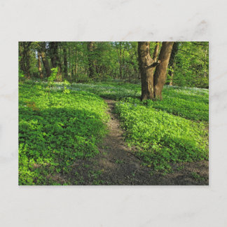 Escena de Woodland. Blackweir Woods, tarjeta posta