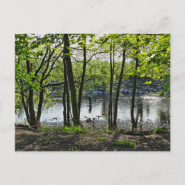 Escena de Woodland. Blackweir Woods, tarjeta posta