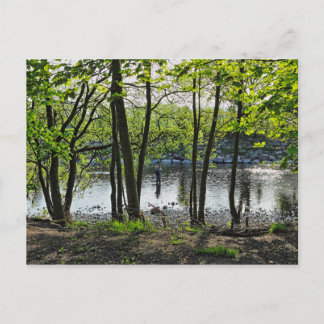 Escena de Woodland. Blackweir Woods, tarjeta posta