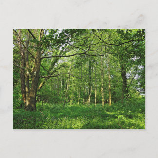 Escena de Woodland. Blackweir Woods, tarjeta posta