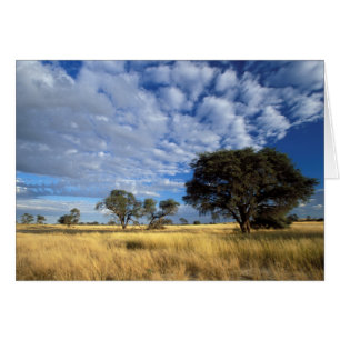 Escena del desierto de Kalahari, Kgalagadi Transfr