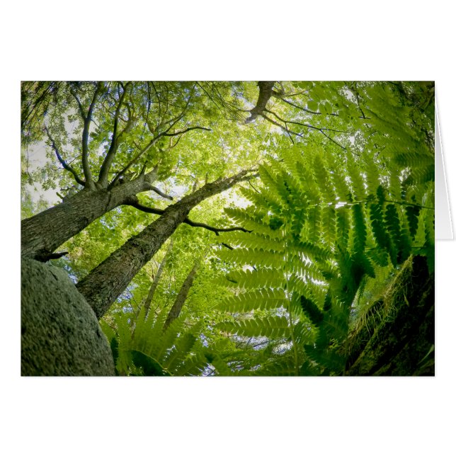 Escena forestal en el Parque Nacional Acadia, Main (Anverso (Horizontal))