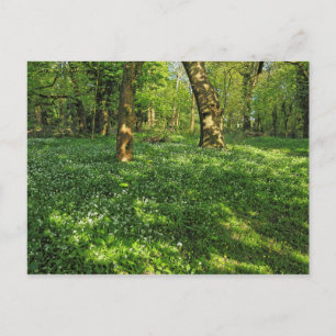 Escena forestal. Tarjeta postal de Blackweir Woods