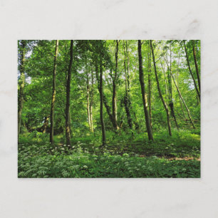 Escena forestal. Tarjeta postal de Blackweir Woods