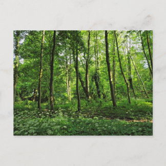 Escena forestal. Tarjeta postal de Blackweir Woods