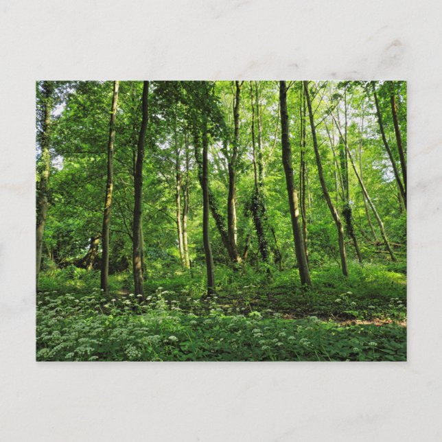 Escena forestal. Tarjeta postal de Blackweir Woods (Anverso)