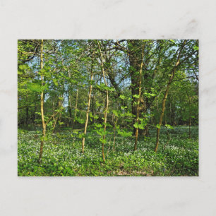 Escena forestal. Tarjeta postal de Blackweir Woods