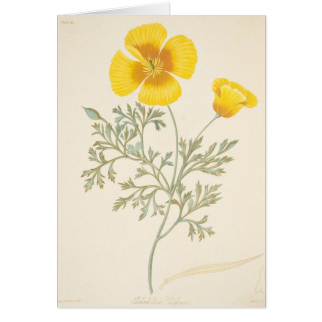 Eschscholtzia californiano (Frente)