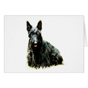 Escocés Terrier