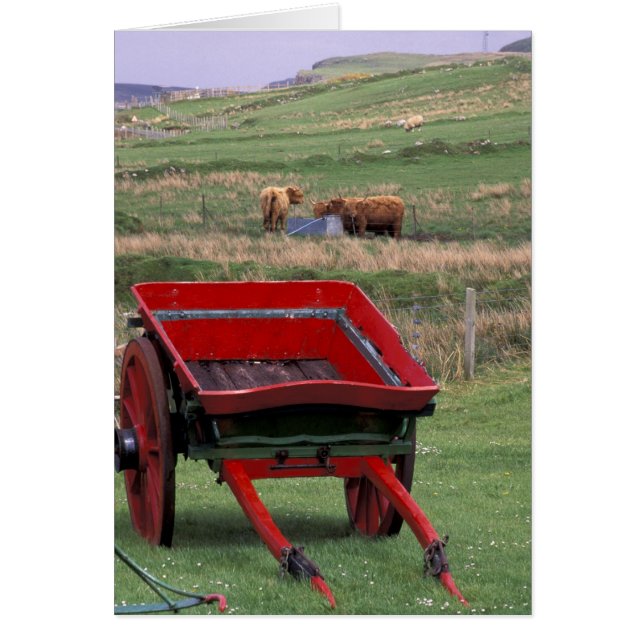 Escocia, Isla de Skye, Kilmuir. Animales de granja (Frente)