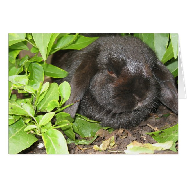 Esconder lugar (Anverso (Horizontal))