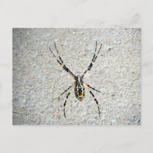 Escribiendo postal de Spider