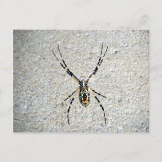 Escribiendo postal de Spider