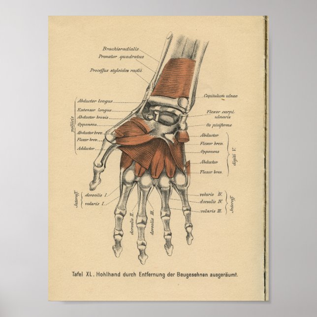 Escritura de mano de impresión de anatomía alemana (Frente)
