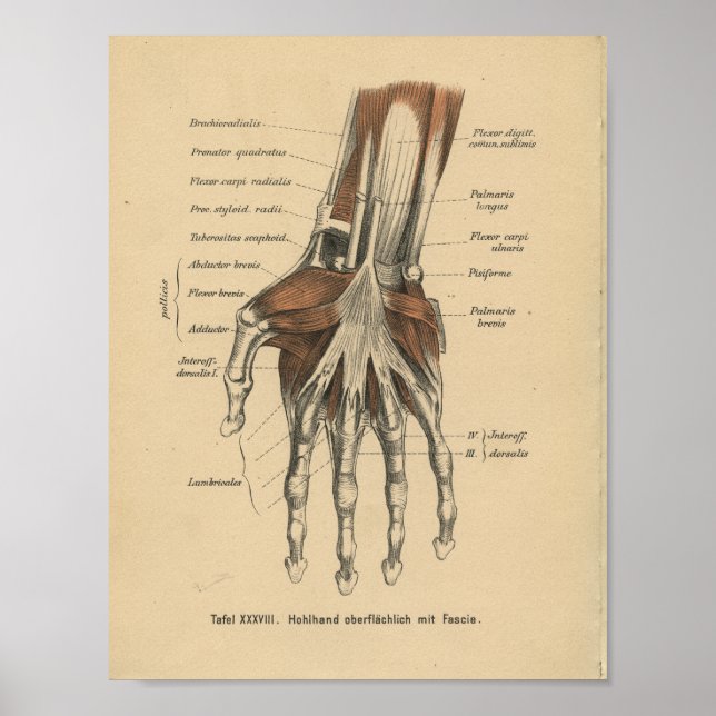 Escritura de mano de impresión de anatomía alemana (Frente)