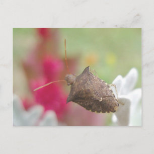 Escuche fallos en la tarjeta postal Dusty Miller