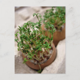 Escudo De Jardín Verde En Postales De Huevo De Pas