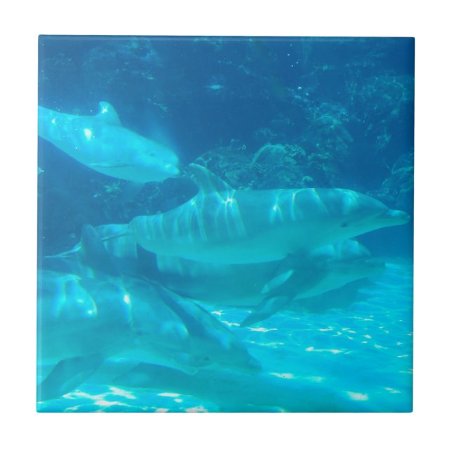 Escuela de la teja de los delfínes (Frente)