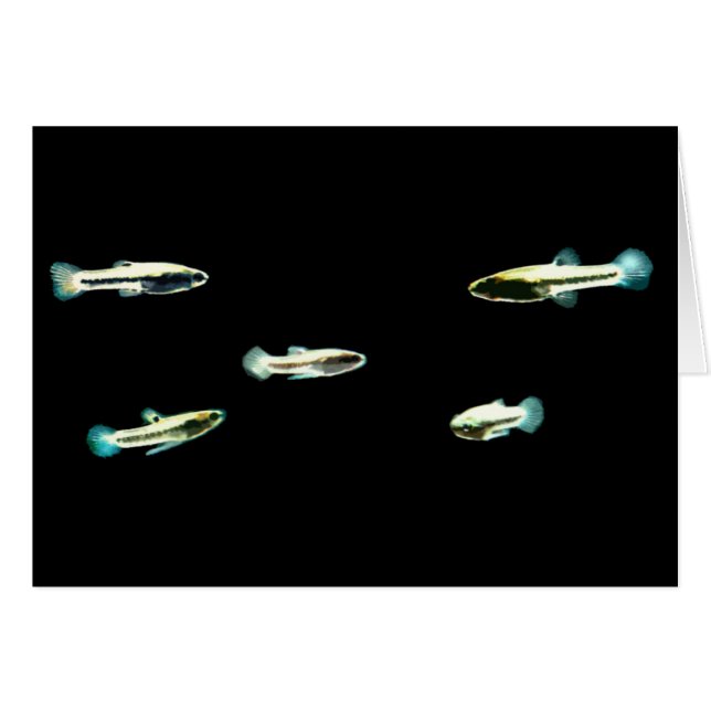 Escuela de Menos Killifish (Anverso (Horizontal))