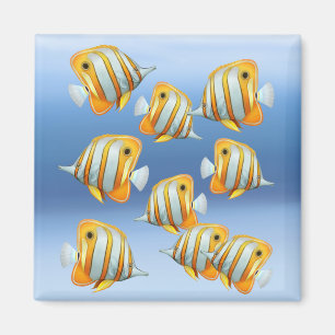 Escuela del imán de los pescados de la mariposa de
