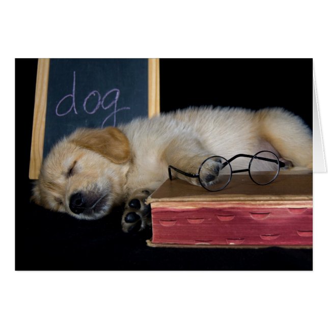 Escuela Doggie (Anverso (Horizontal))