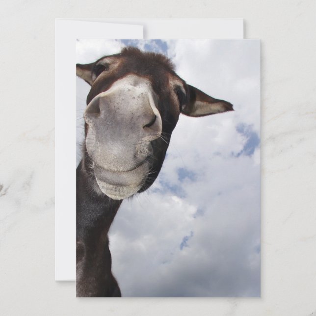 Eselei divertidas (Anverso)