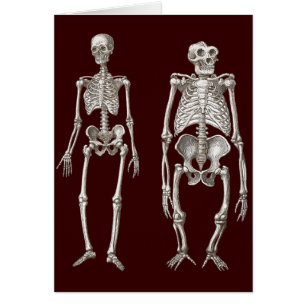 Eslabón perdido - esqueletos del hombre y del mono