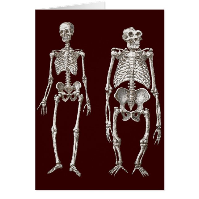 Eslabón perdido - esqueletos del hombre y del mono (Frente)