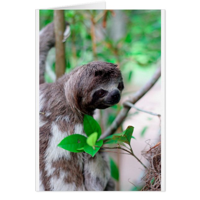 Eslogan en Nicaragua árbol (Frente)