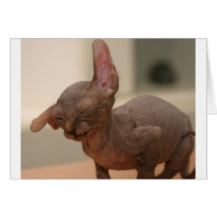 Esornudos divertidos sphynx kitten