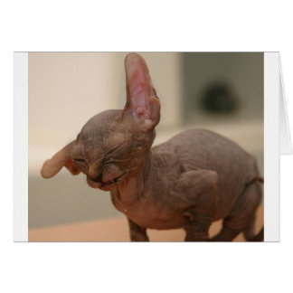 Esornudos divertidos sphynx kitten