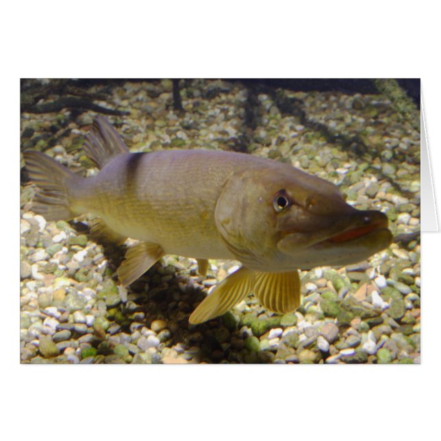 Esox lucius (Anverso (Horizontal))