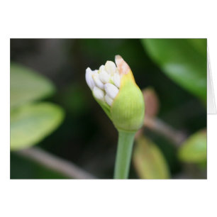 Espacio en blanco del brote de flor dentro
