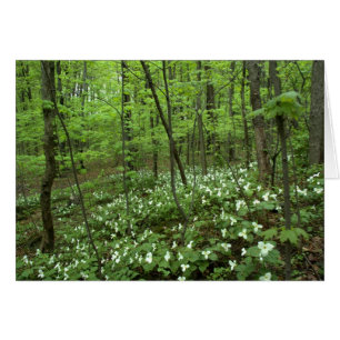 Espacio en blanco del cielo del Trillium dentro