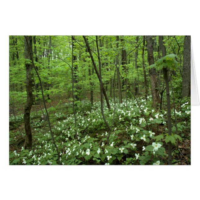 Espacio en blanco del cielo del Trillium dentro (Anverso (Horizontal))